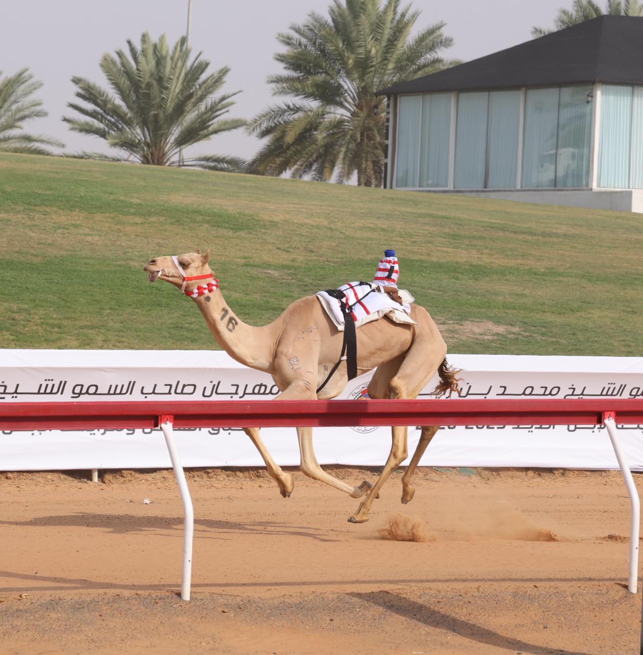 بحضور ومتابعة سمو الشيخ راشد بن حمدان آل نهيان تنطلق منافسات رموز الثنايا بمهرجان صاحب السمو الشيخ محمد بن زايد آل نهيان لسباقات الهجن العربية الأصيلة ومزاينة الإبل 